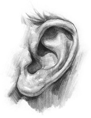 ear