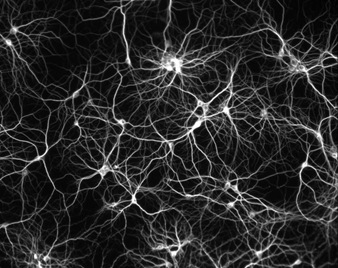 neurons