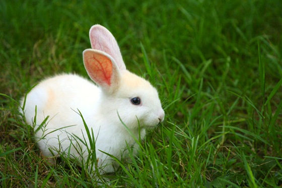 A White Rabbit
