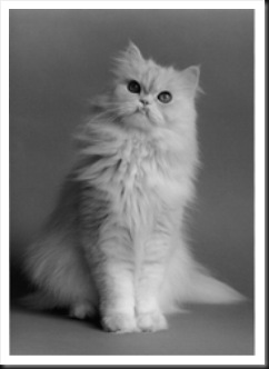 Persian Cat (Wikipedia)