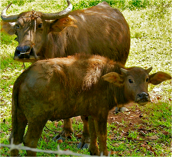 carabao from wikipedia