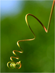 tendril