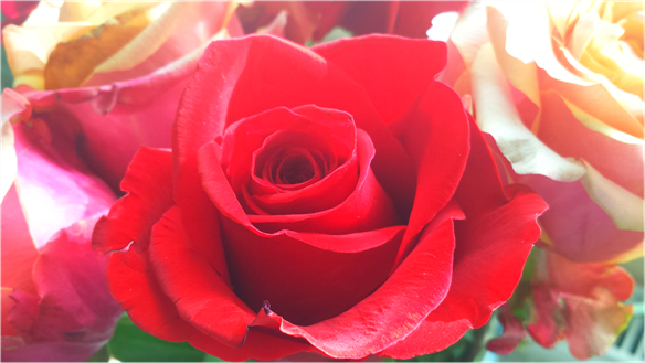 A stereotypical rose