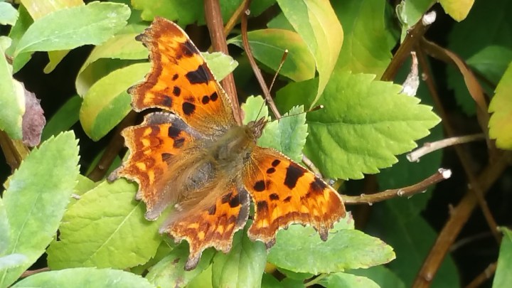 comma