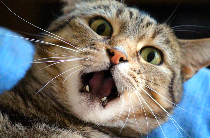 Harrumph! Groan. Mutter. Grumble. Gripe.