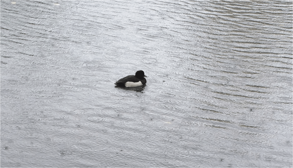 I&rsquo;ll do my swimming in the&nbsp;rain&hellip;