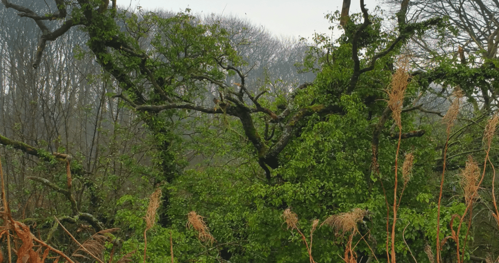 The Rainforests of&nbsp;Cheshire