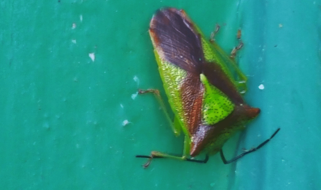 Cute Critter Friday: A Bug’s Life of Riley