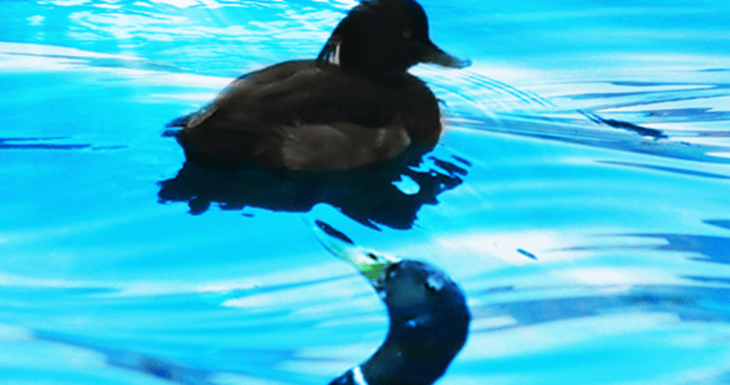 Cute Critter Friday:&nbsp;Beaks!