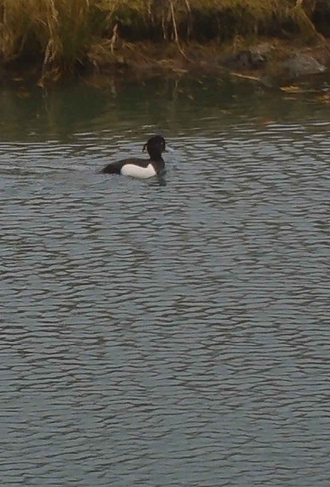 It's hard to take a decent photo in strong winds