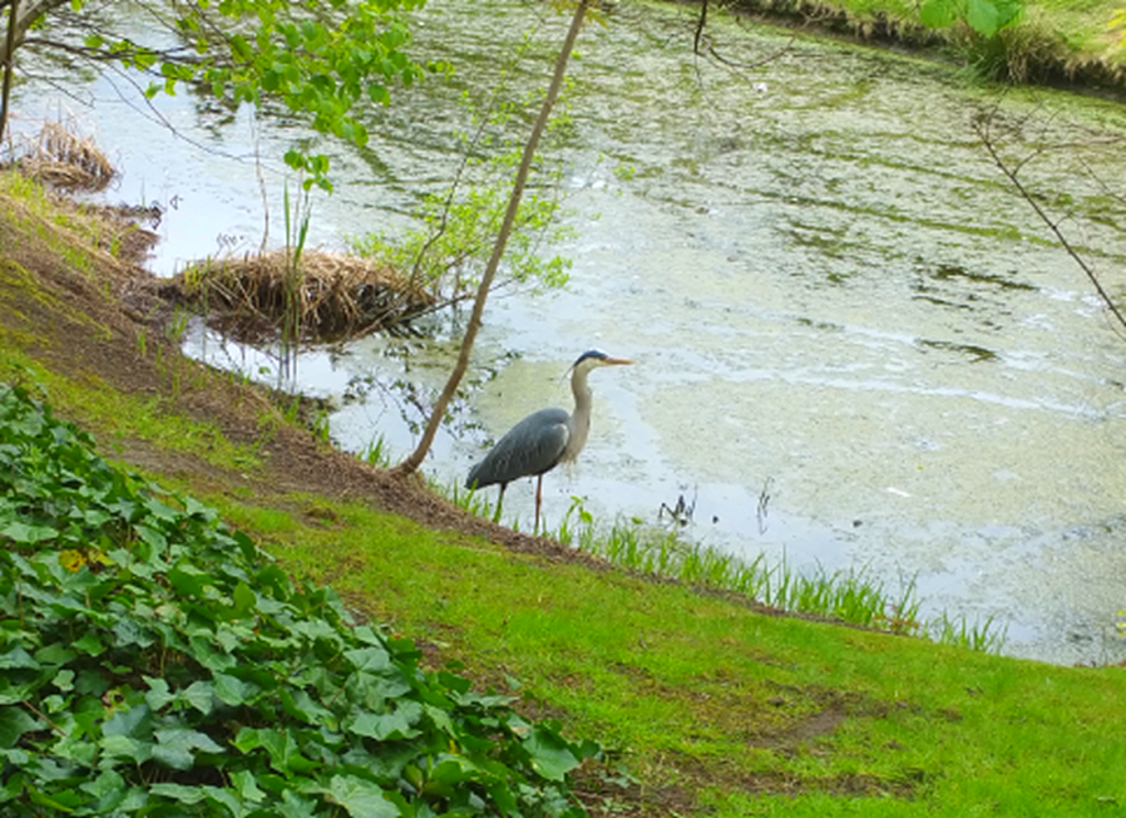The Heron Thinks