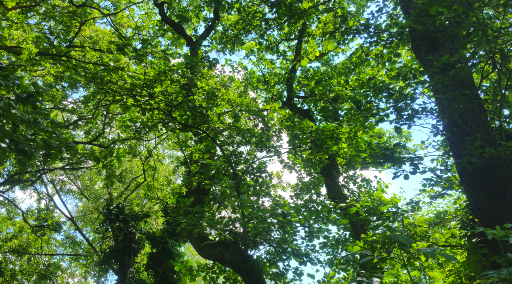 A Nice Walk Through The Woods