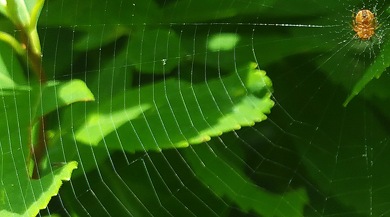 Warning! This Post May Contain Spiders