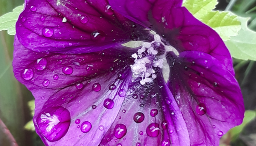Raindrops on Petals