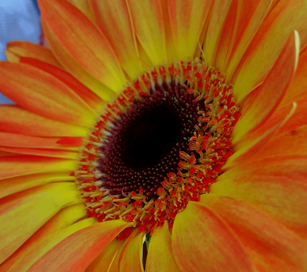 A Touch of&nbsp;Gold