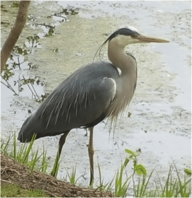 Letters The To Universe… Rearranged Edition, The