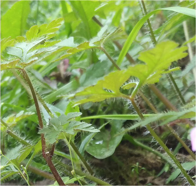 Down on the&nbsp;Lawn