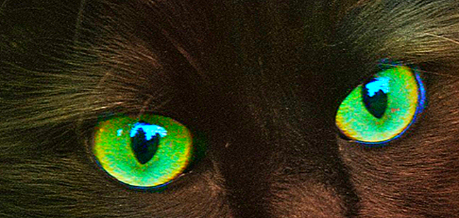 The Cat Contemplates&nbsp;Again