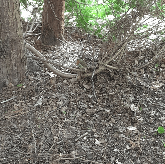 Just me and the robin,&nbsp;sheltering.