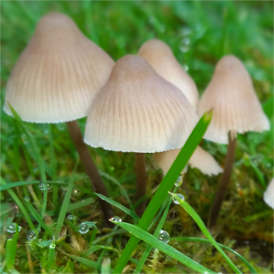 Square Mushrooms