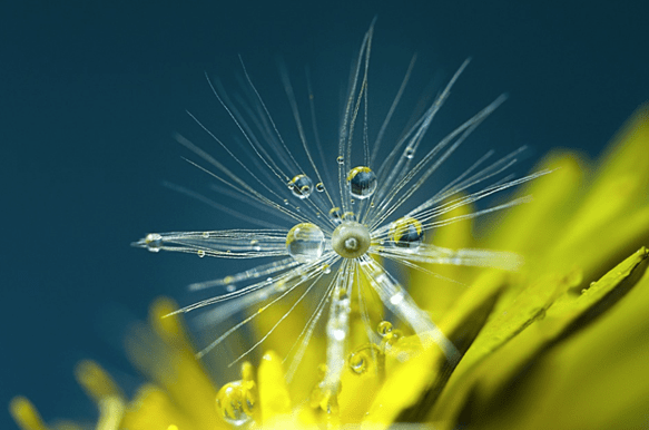 Dewdrops