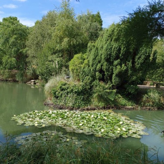 A Walk in&nbsp;Summer