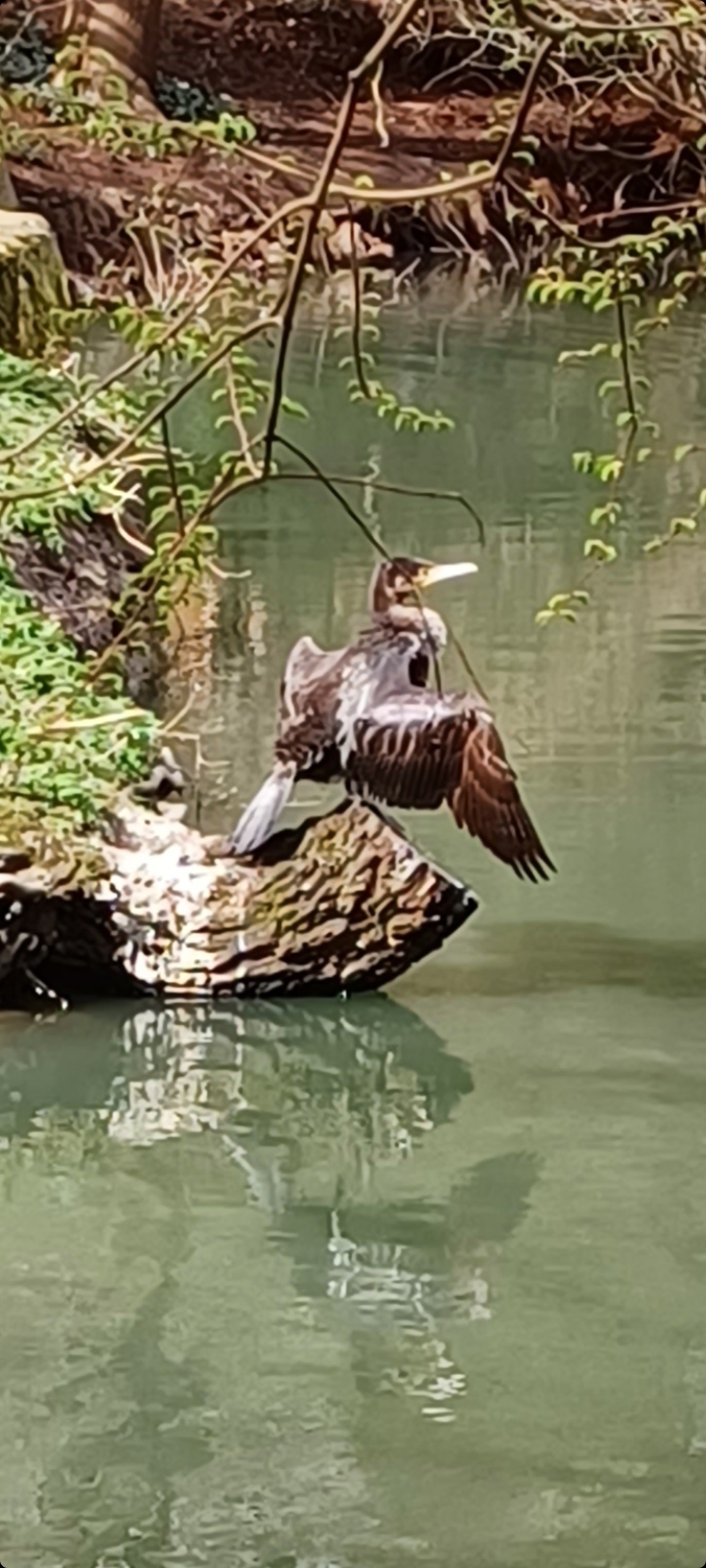 Not So Elusive&nbsp;Now!