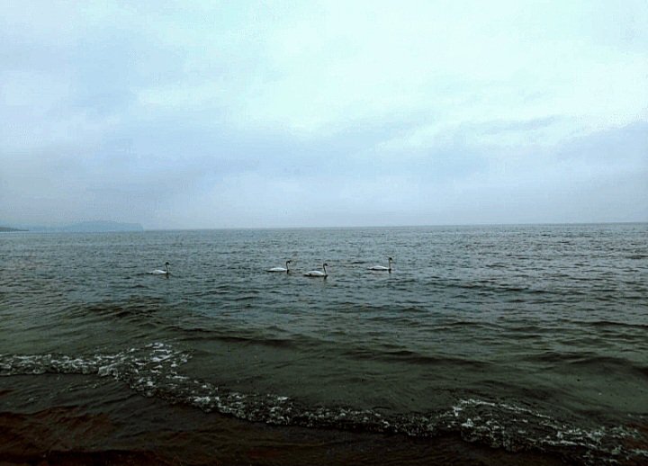 The Unicorn Challenge: Swan&nbsp;Lake