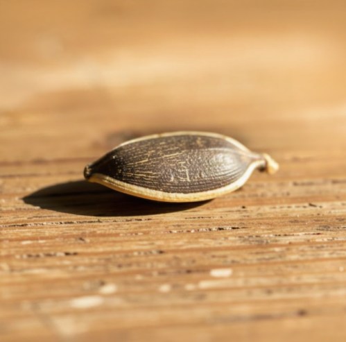 The Seed